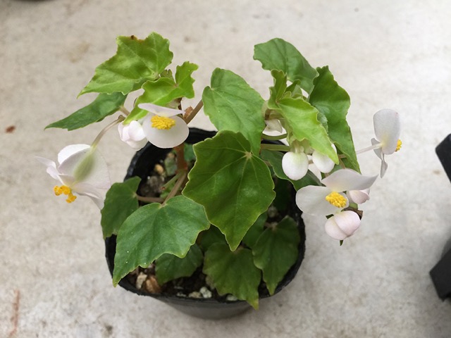B. natalensis
